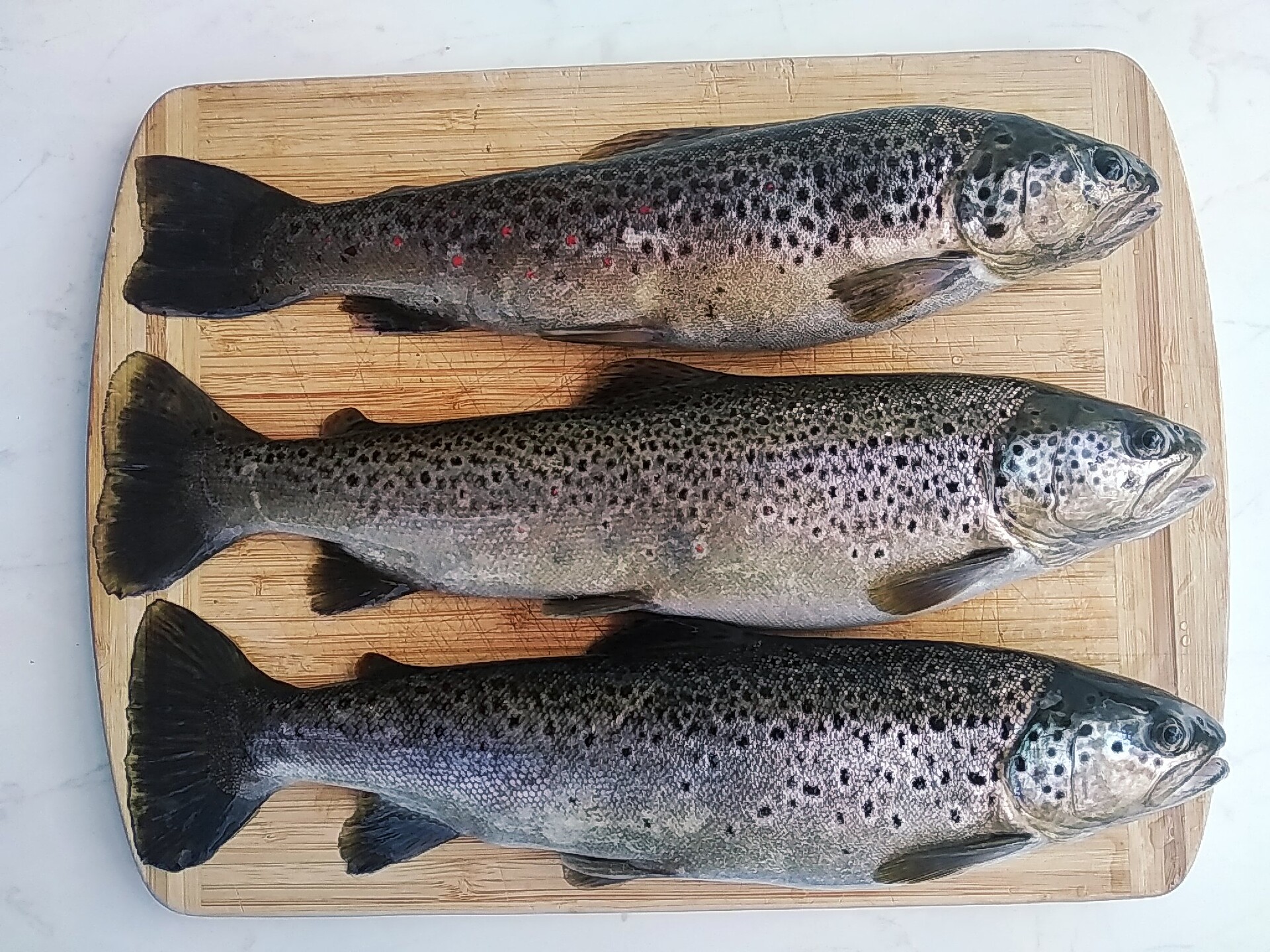 Pesce