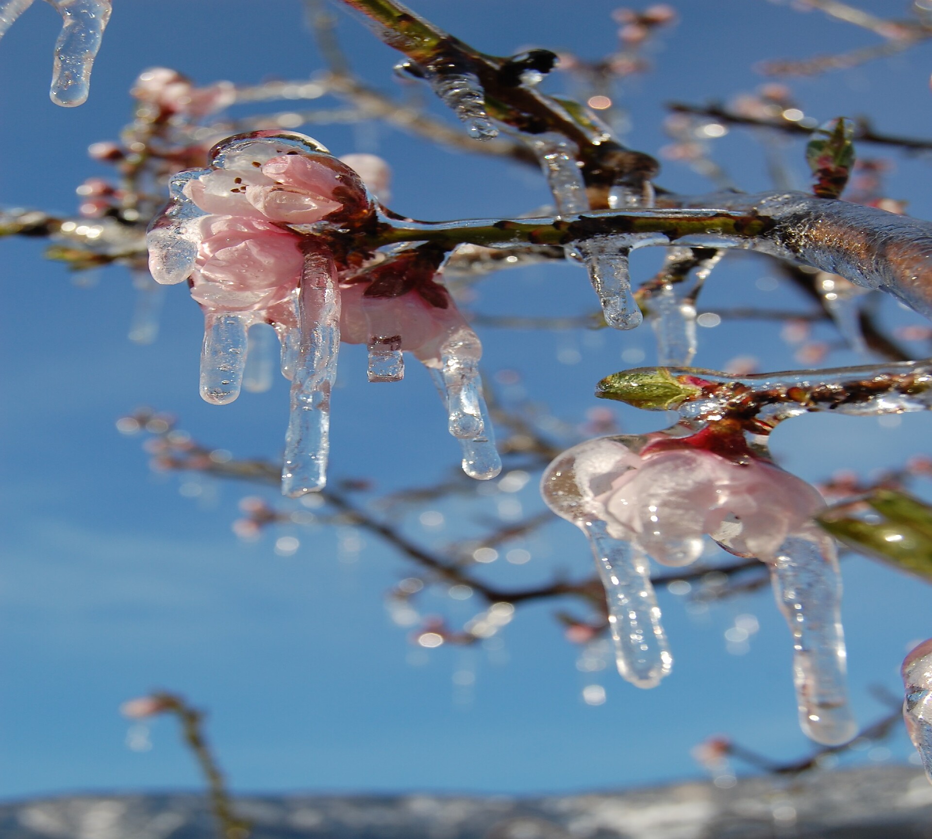 rigoglio nella primavera