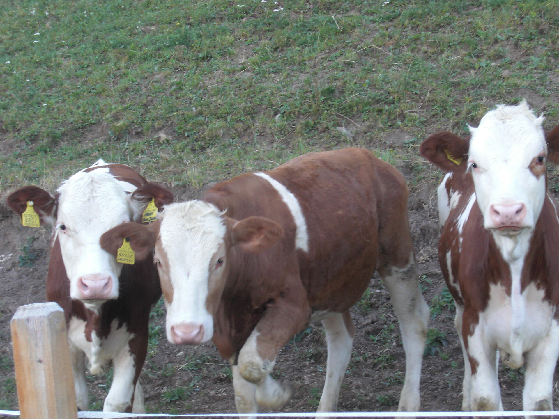 Cows