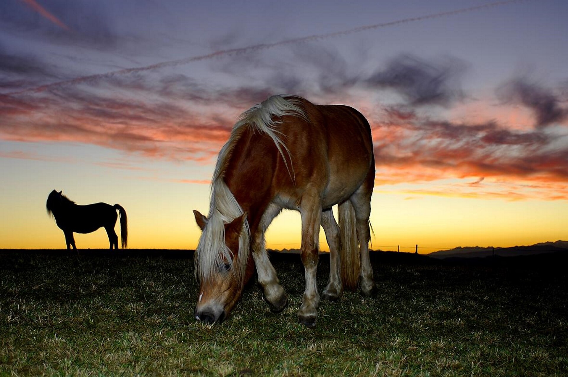 Horses