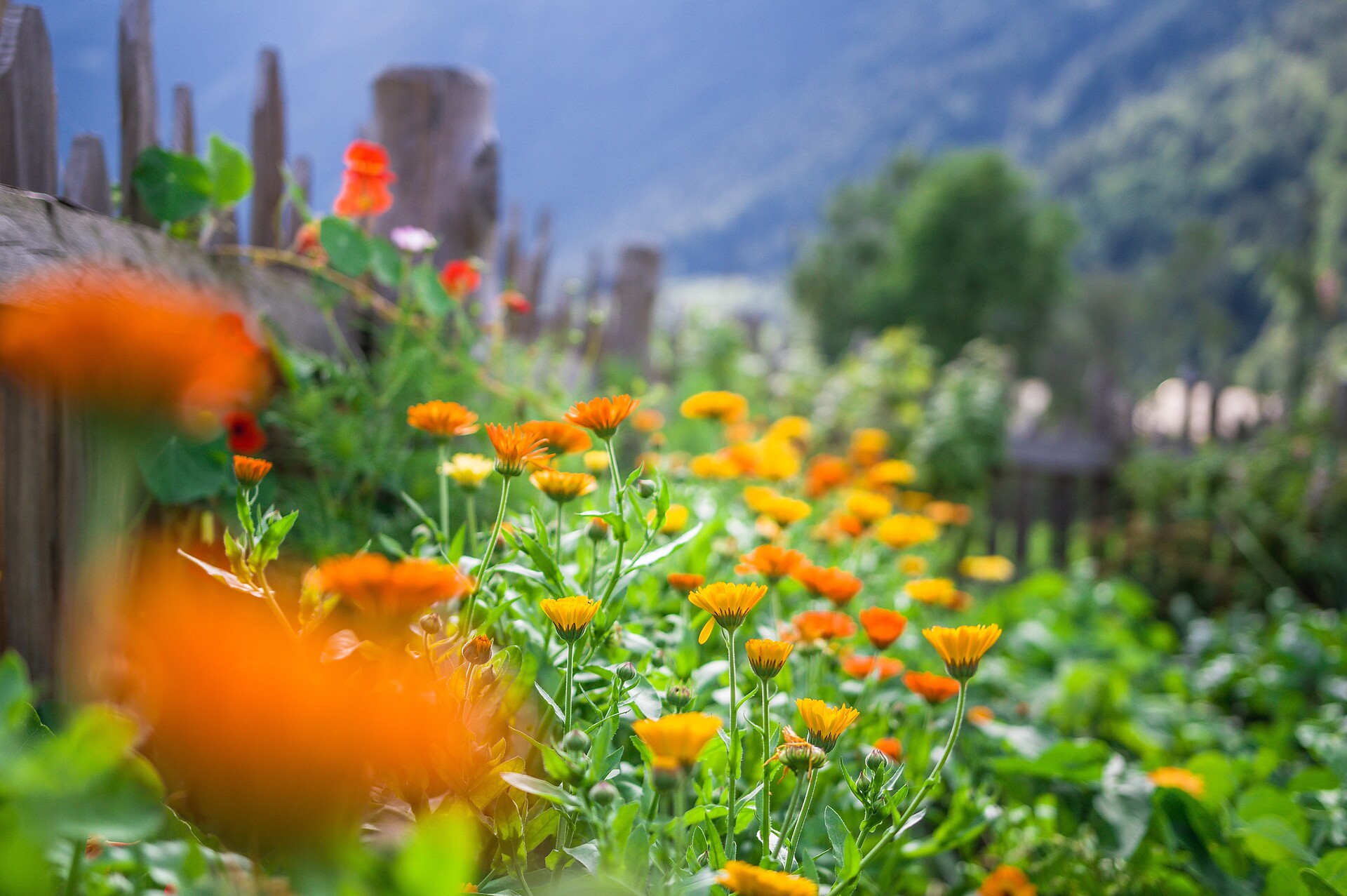 primavera Unterreinischhof