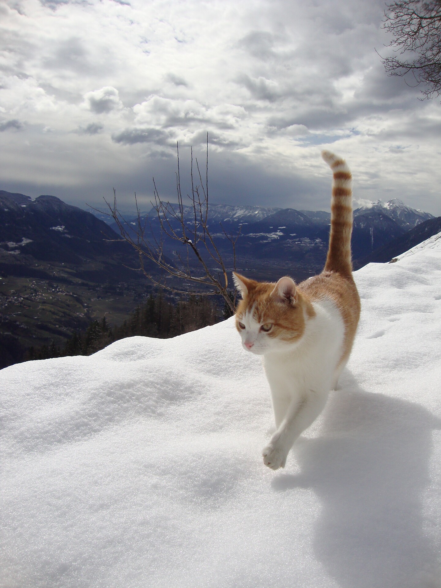 animals at the winter