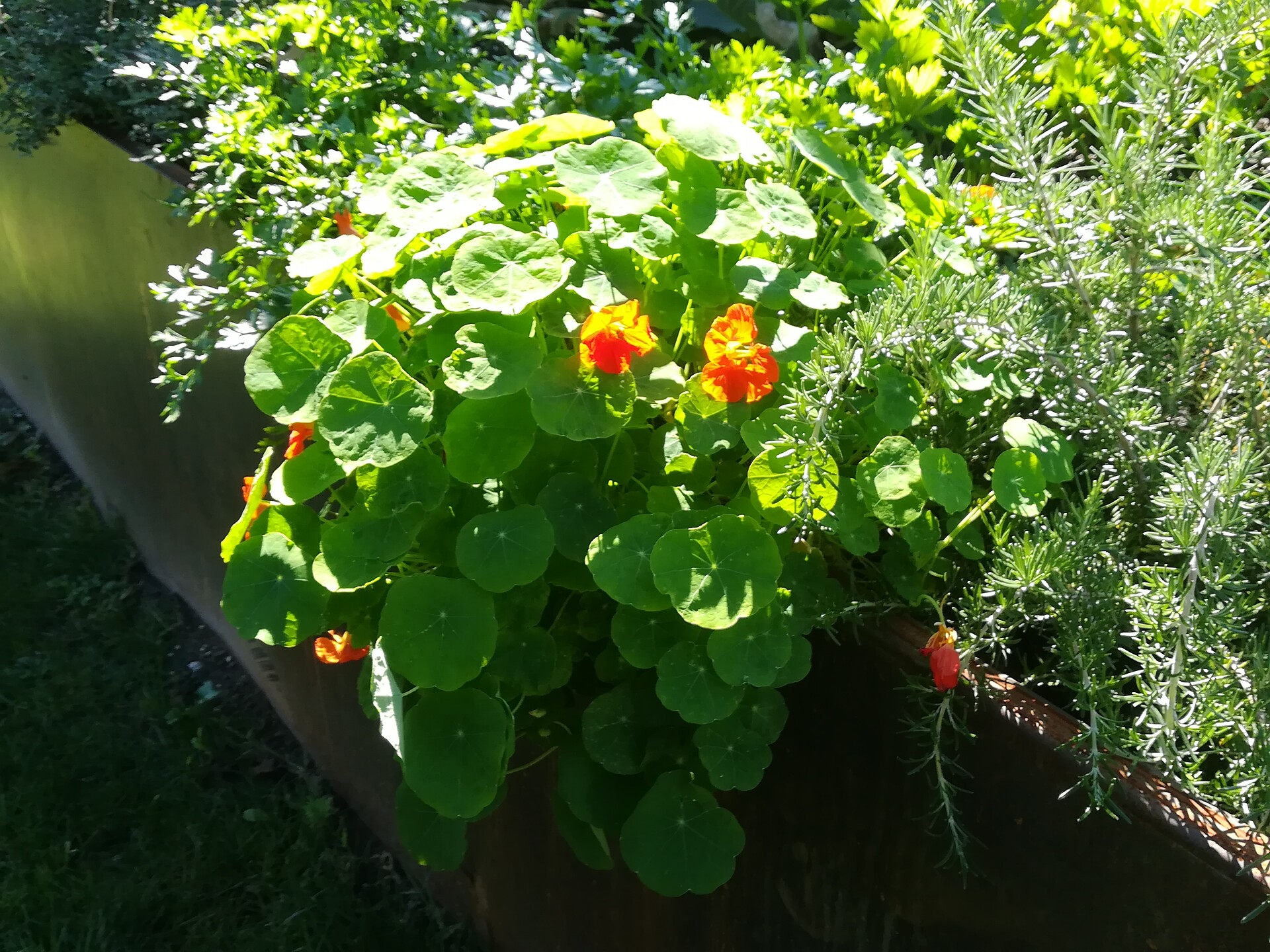 flors