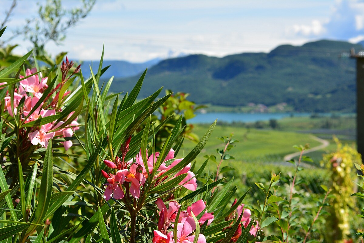 A wonderful view to the Lake of Caldaro