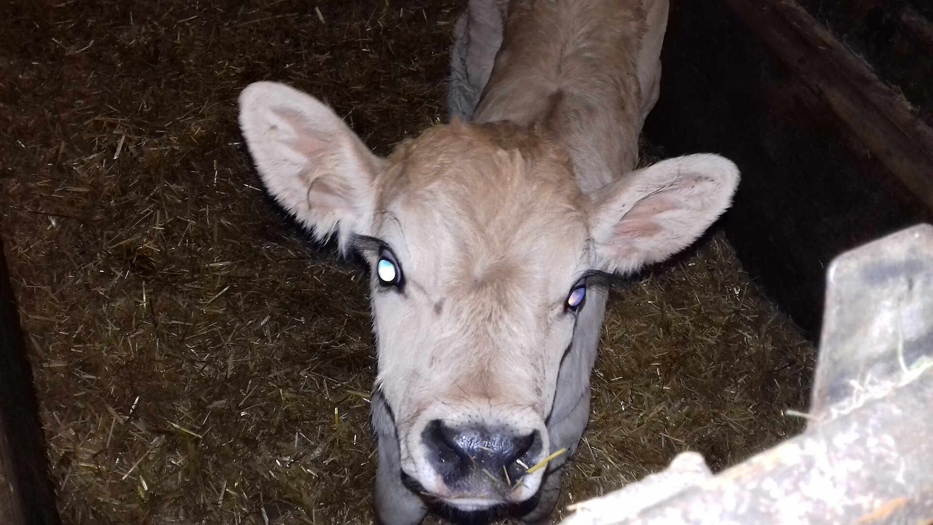 Kalb