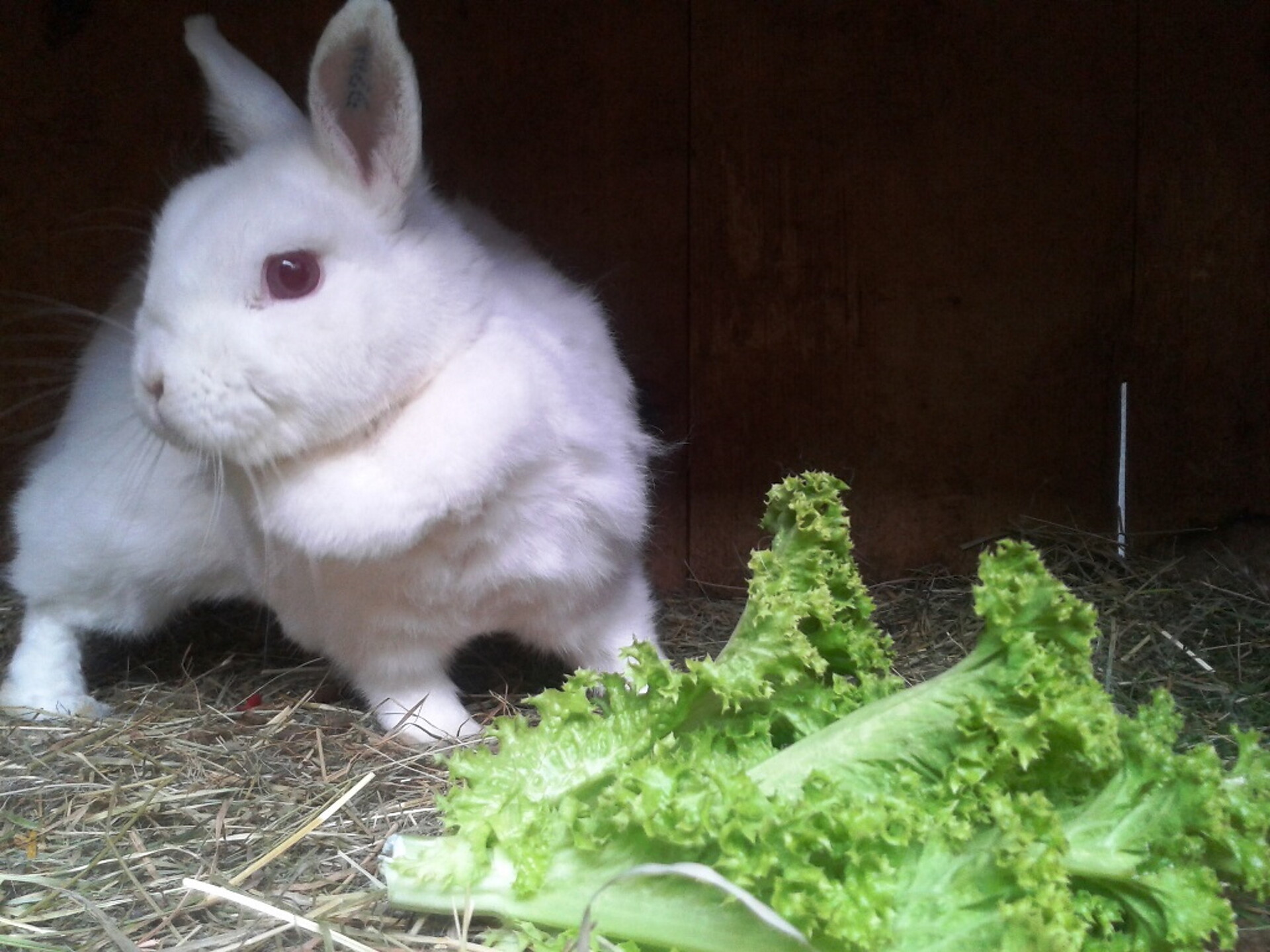 Hase