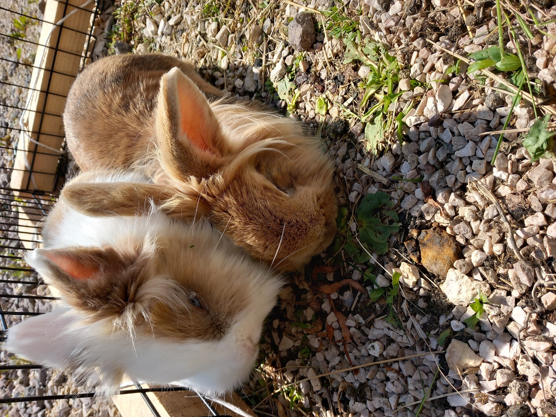 Hasen