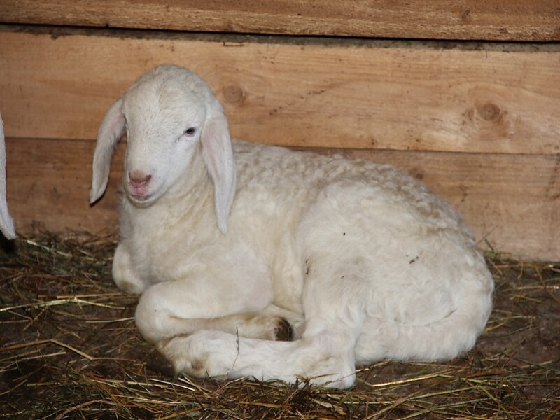 Tiere am Hof