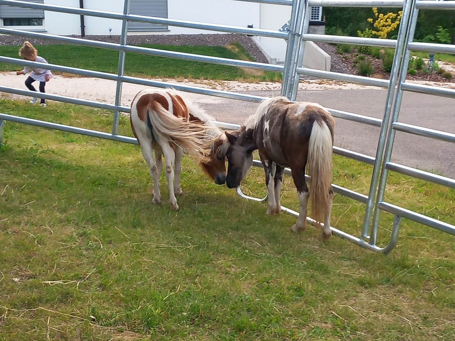 Ponys