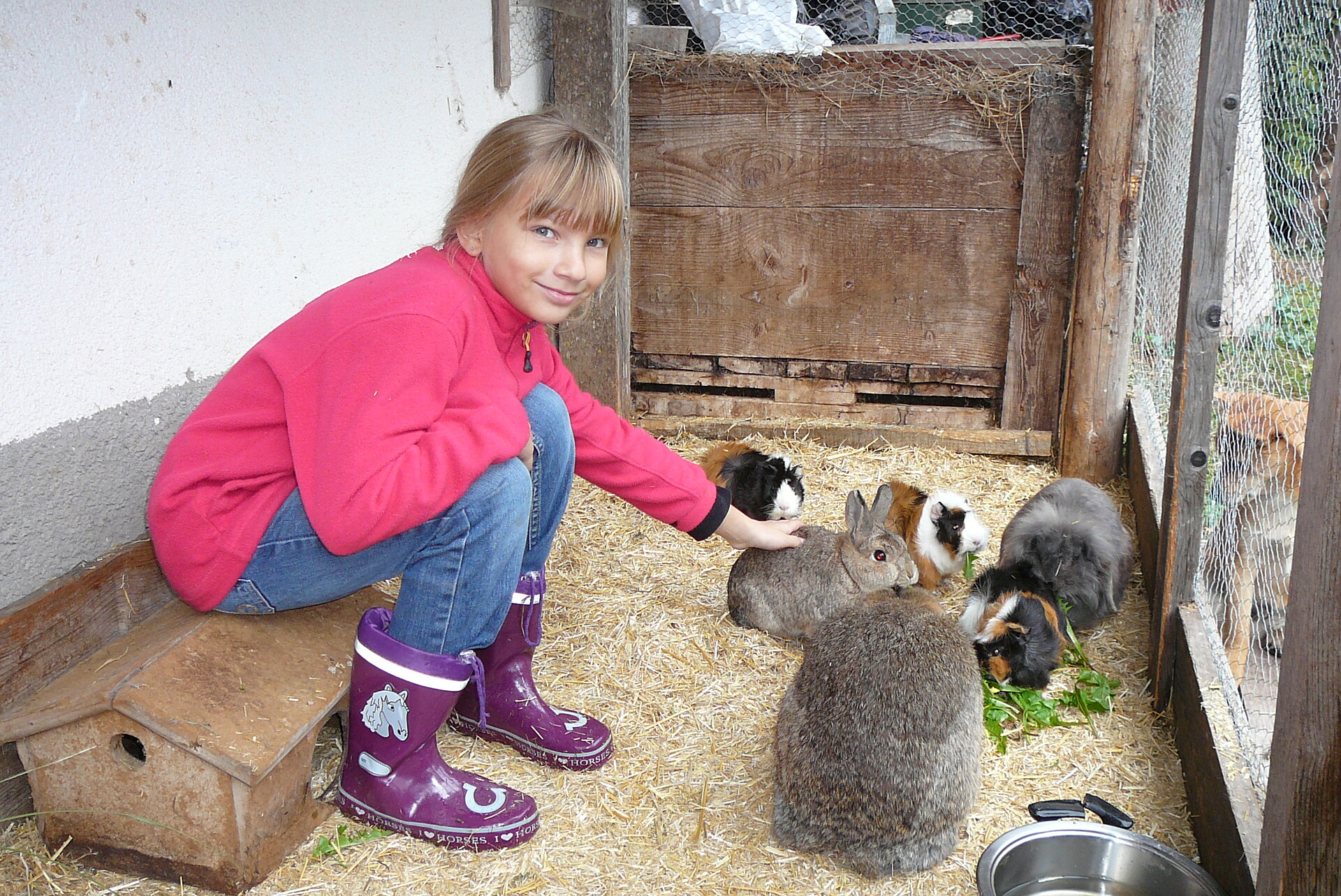 rabbits