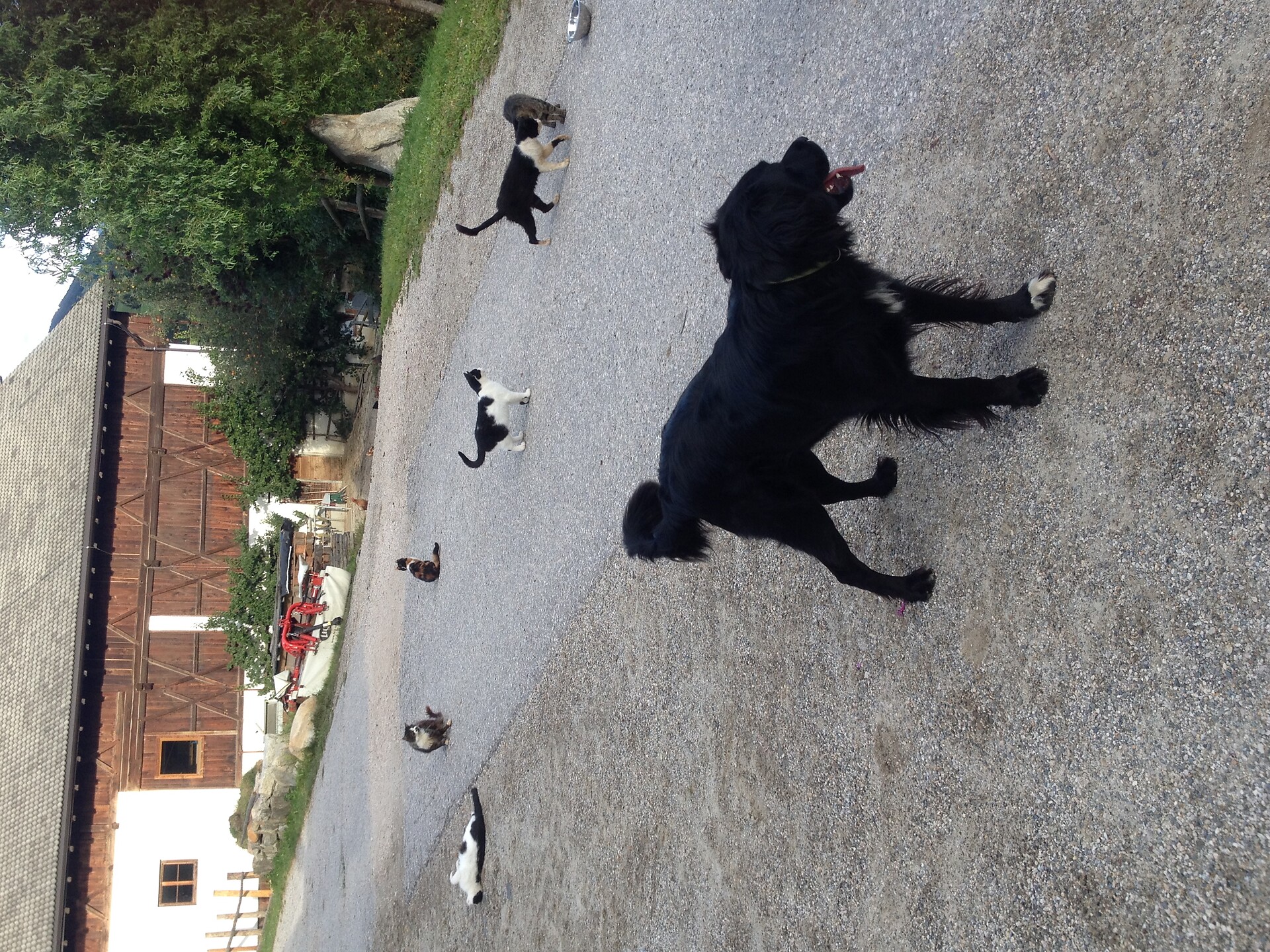 i nostri animali