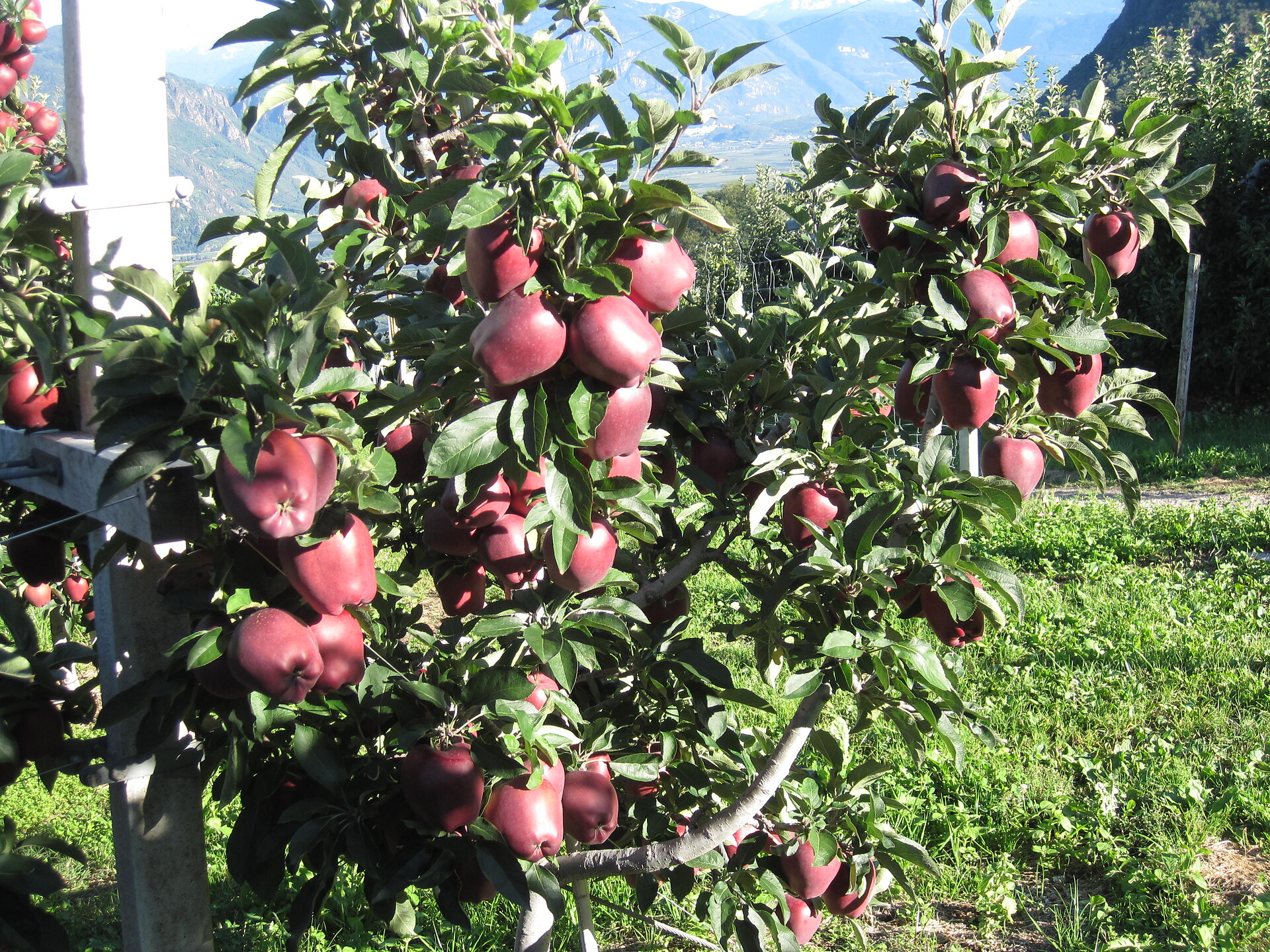 Red delicious