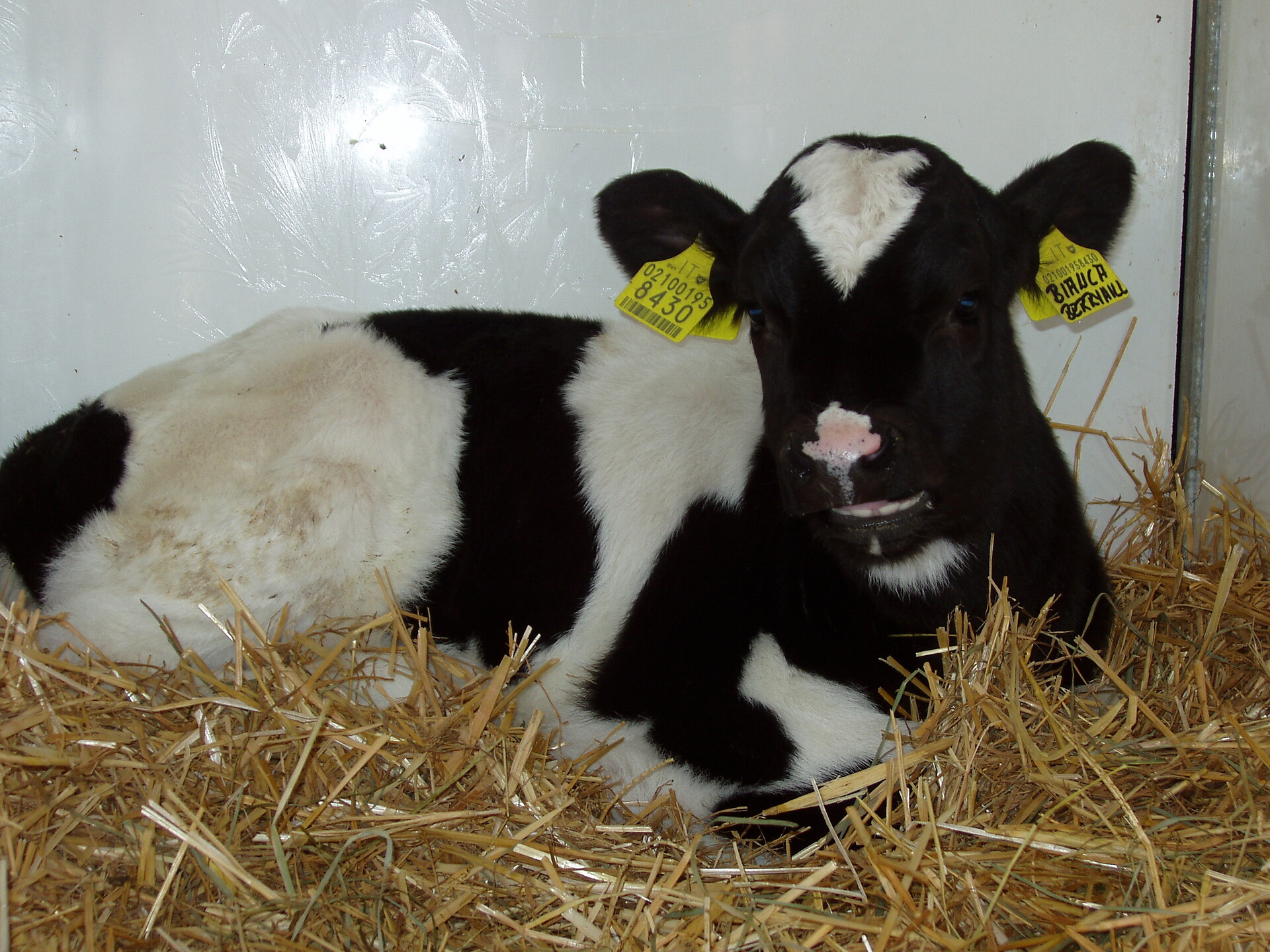 Apartment Unterguggenberghof little calves