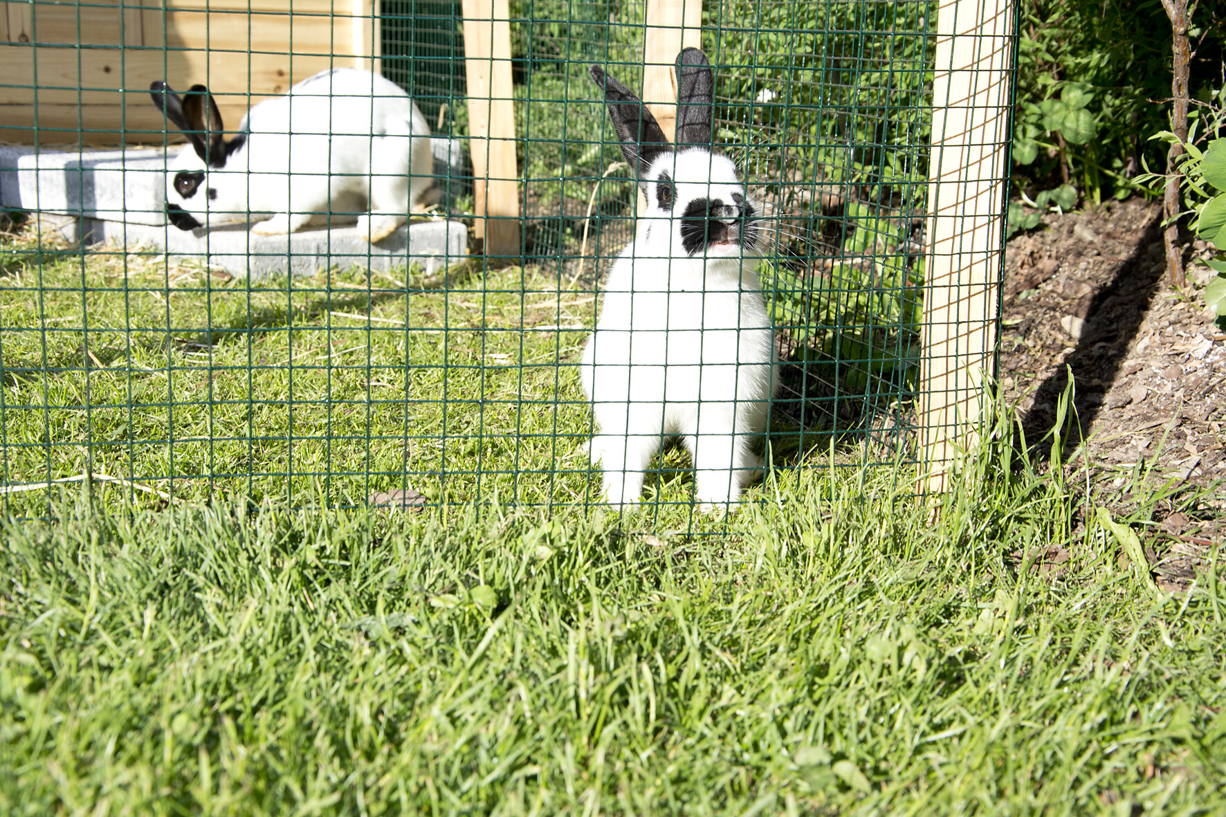 Unsere Hasen