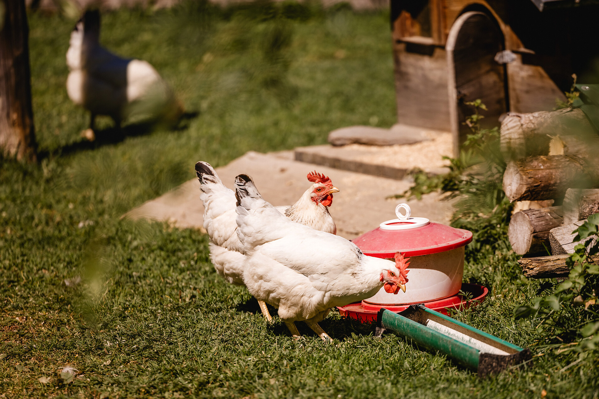 Agritourism Tendershof Graun im Vinschgau/Curon Venosta 13 suedtirol.info