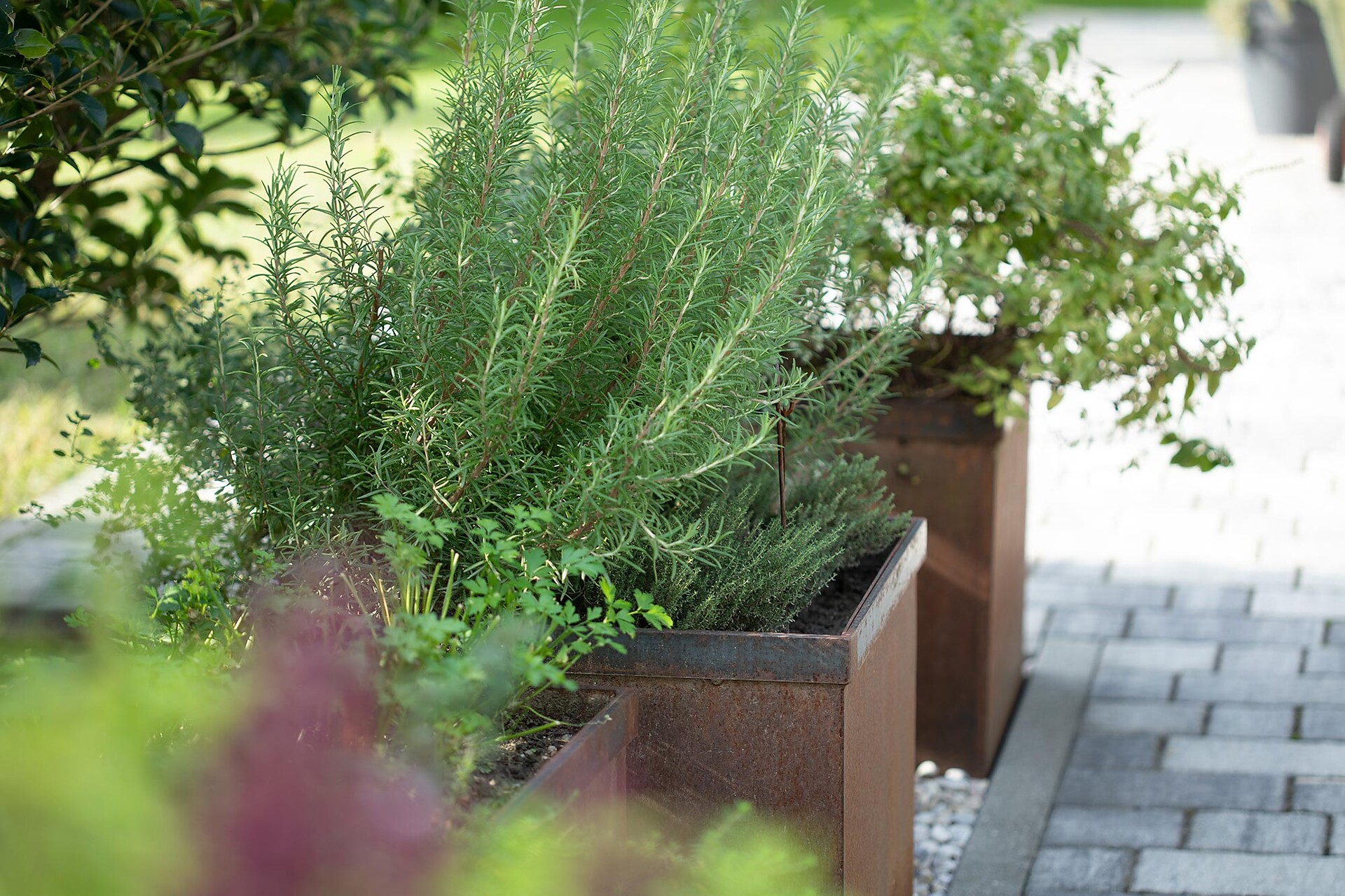Giardino delle erbe aromatiche