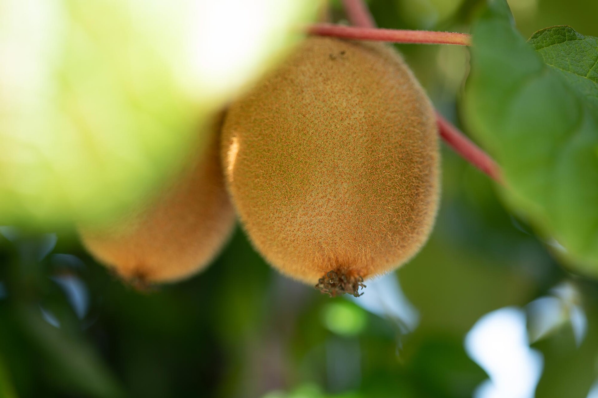 Frutta