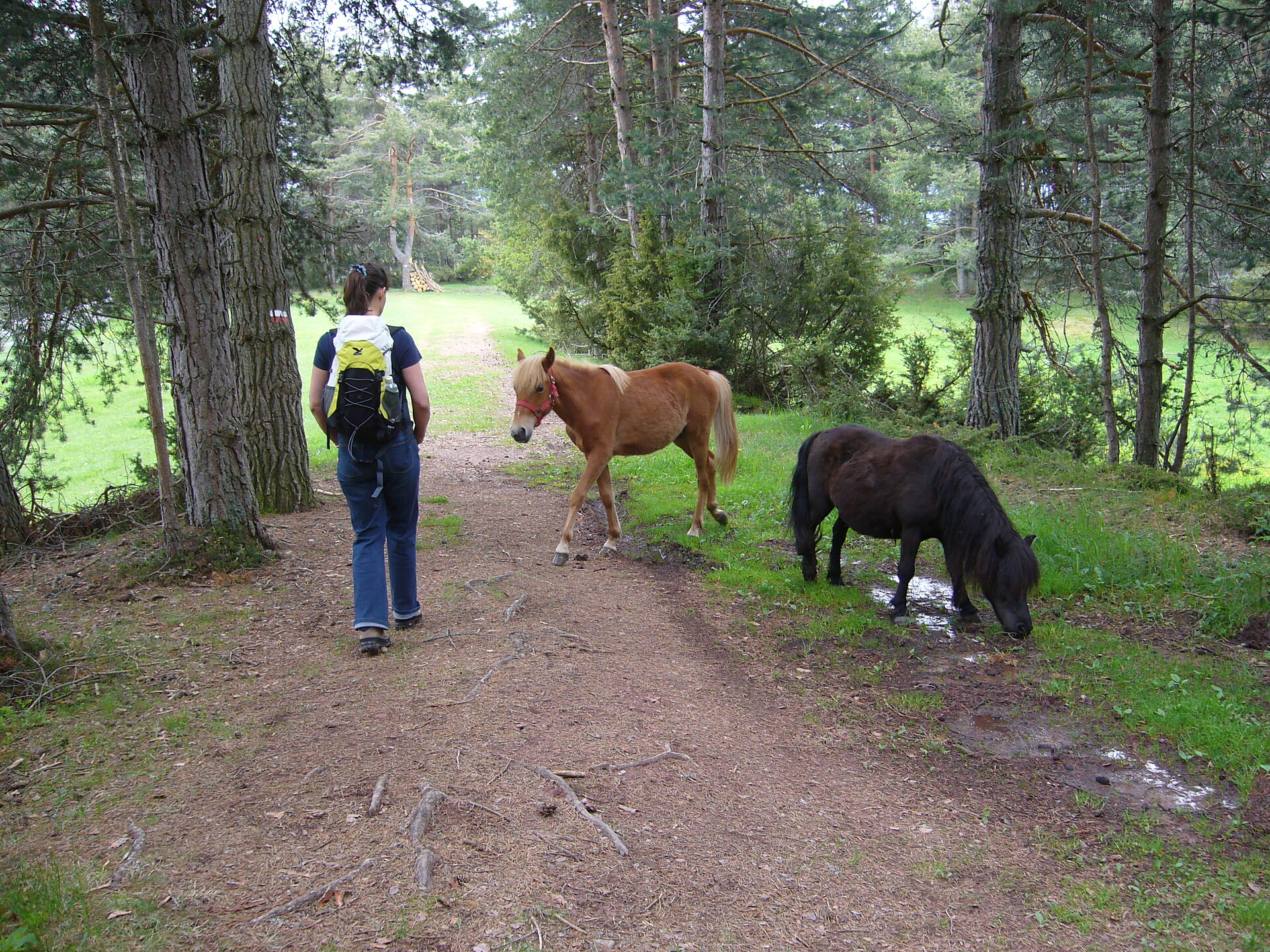 Wanderung am rittner Hochplateau