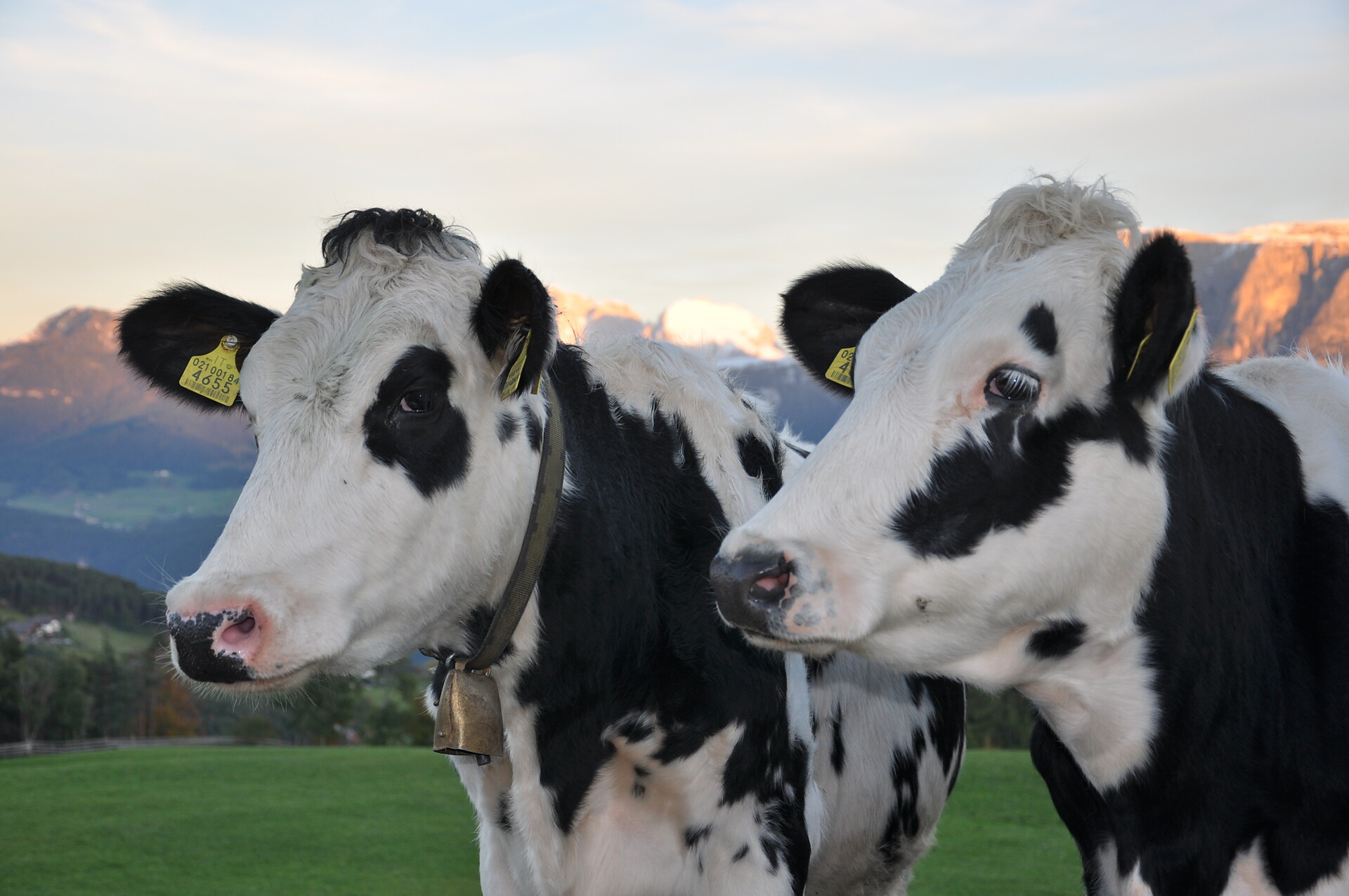 Unsere Kühe