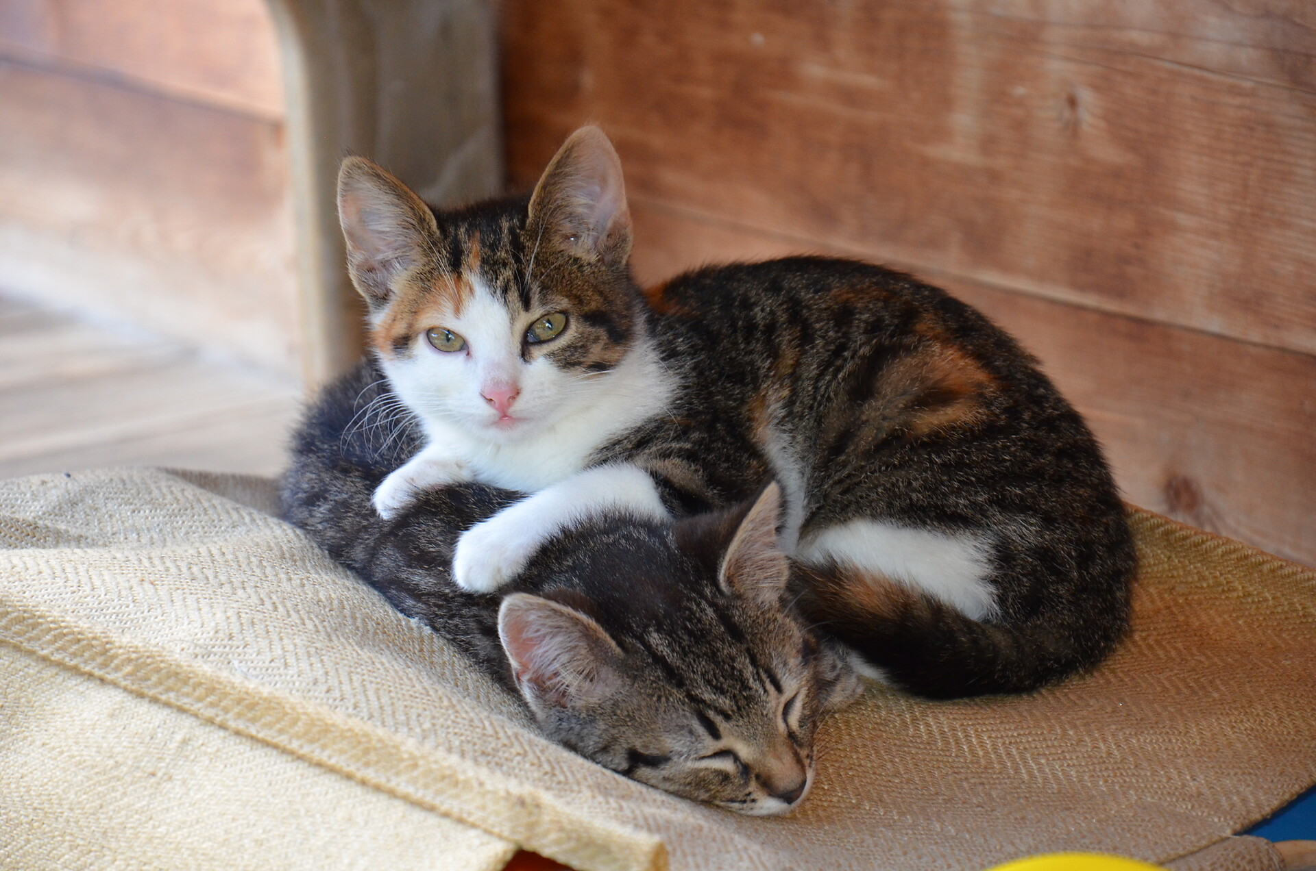 Katzen