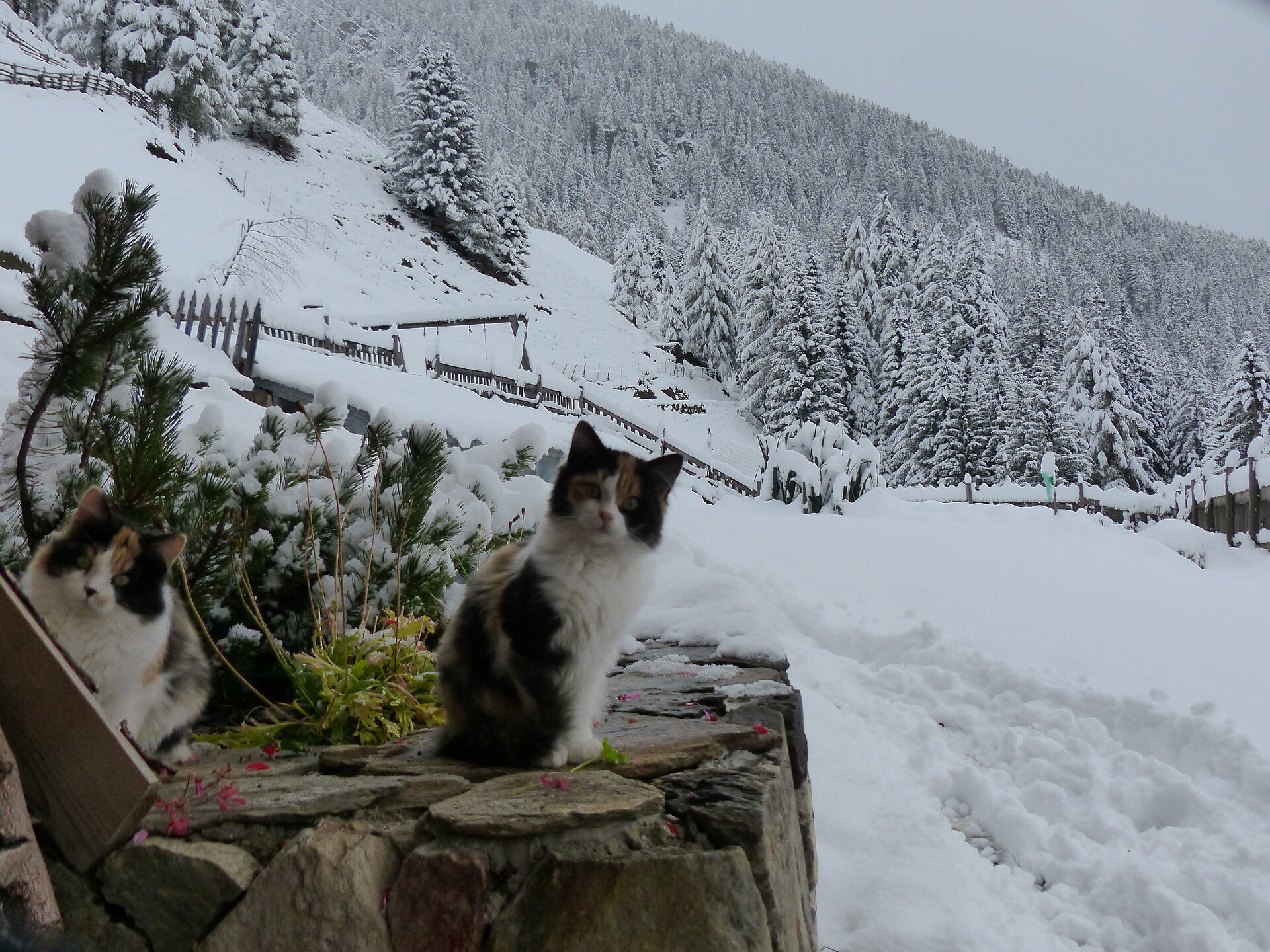Katze