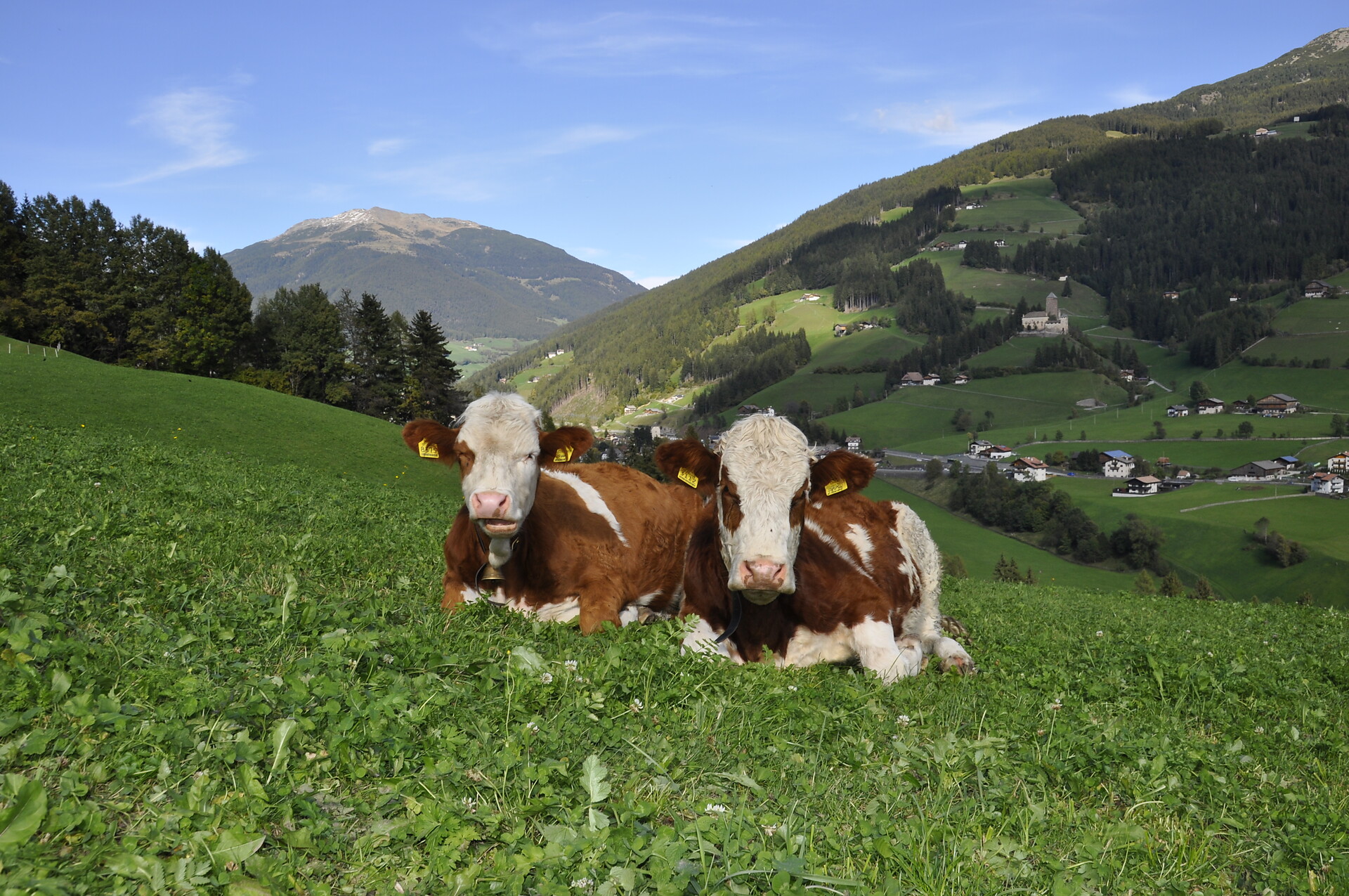 Agriturismo Mittnackerhof - Bolzano e dintorni - #7 - suedtirol.info