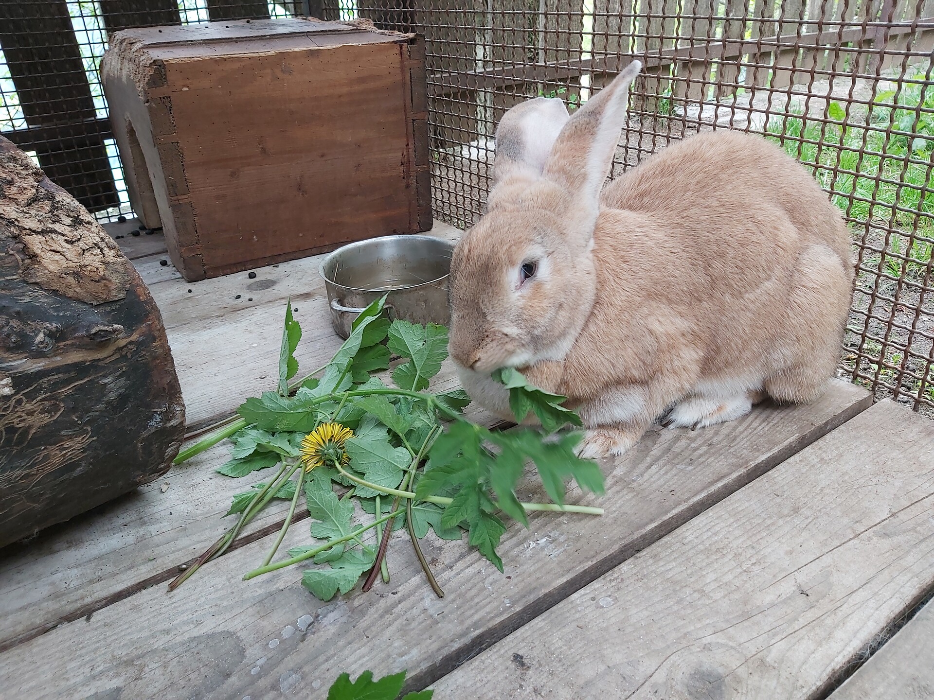 Tiere