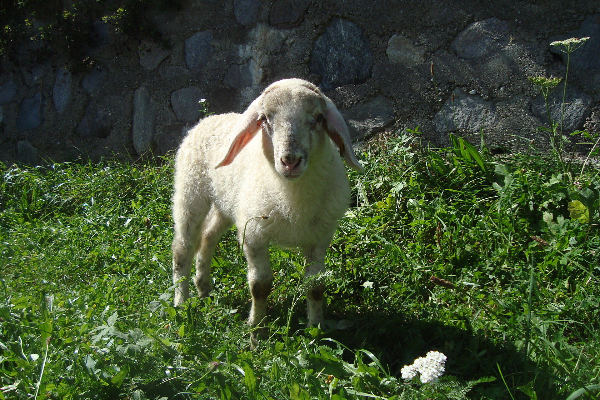 Hofbewohner