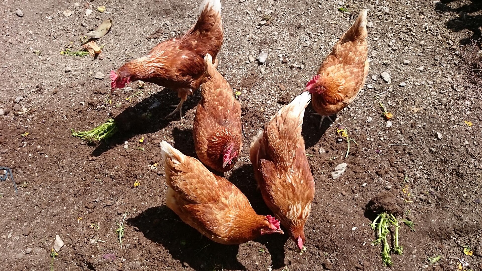 Galline