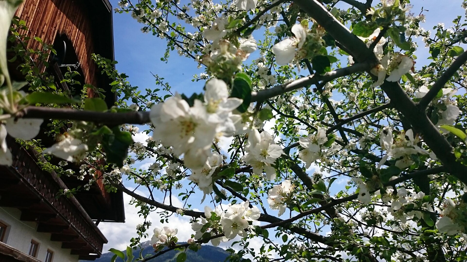 Fiori di mela