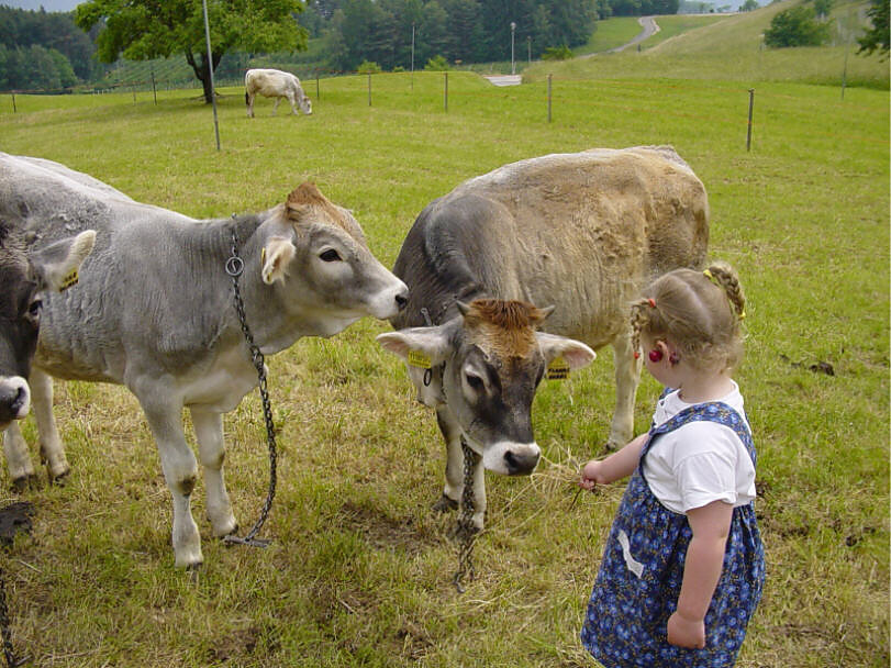 Kälber