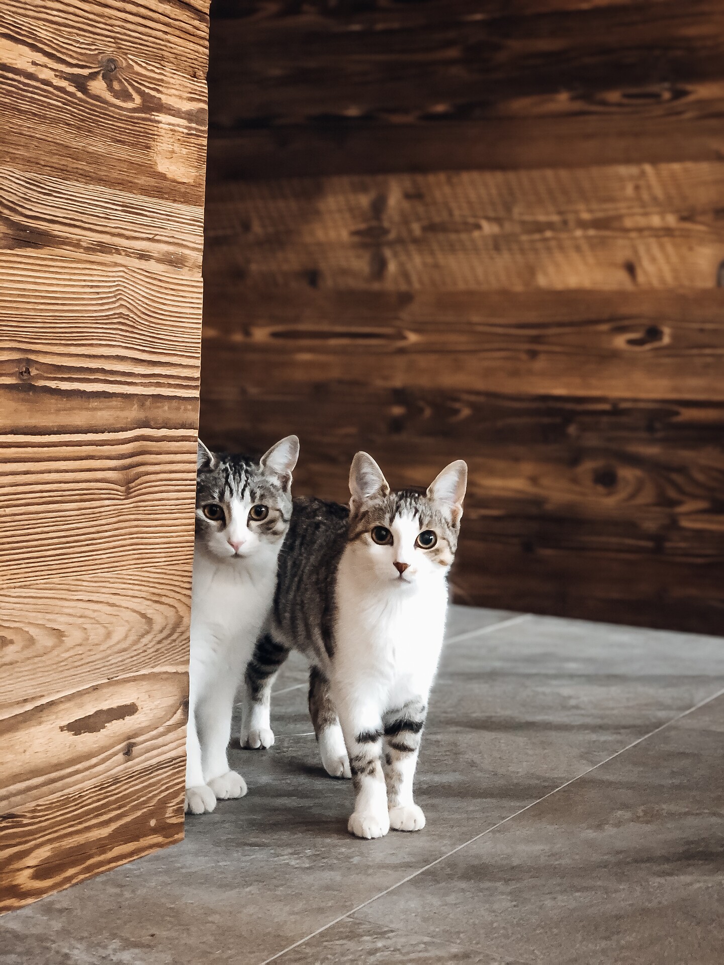 nostri gatti
