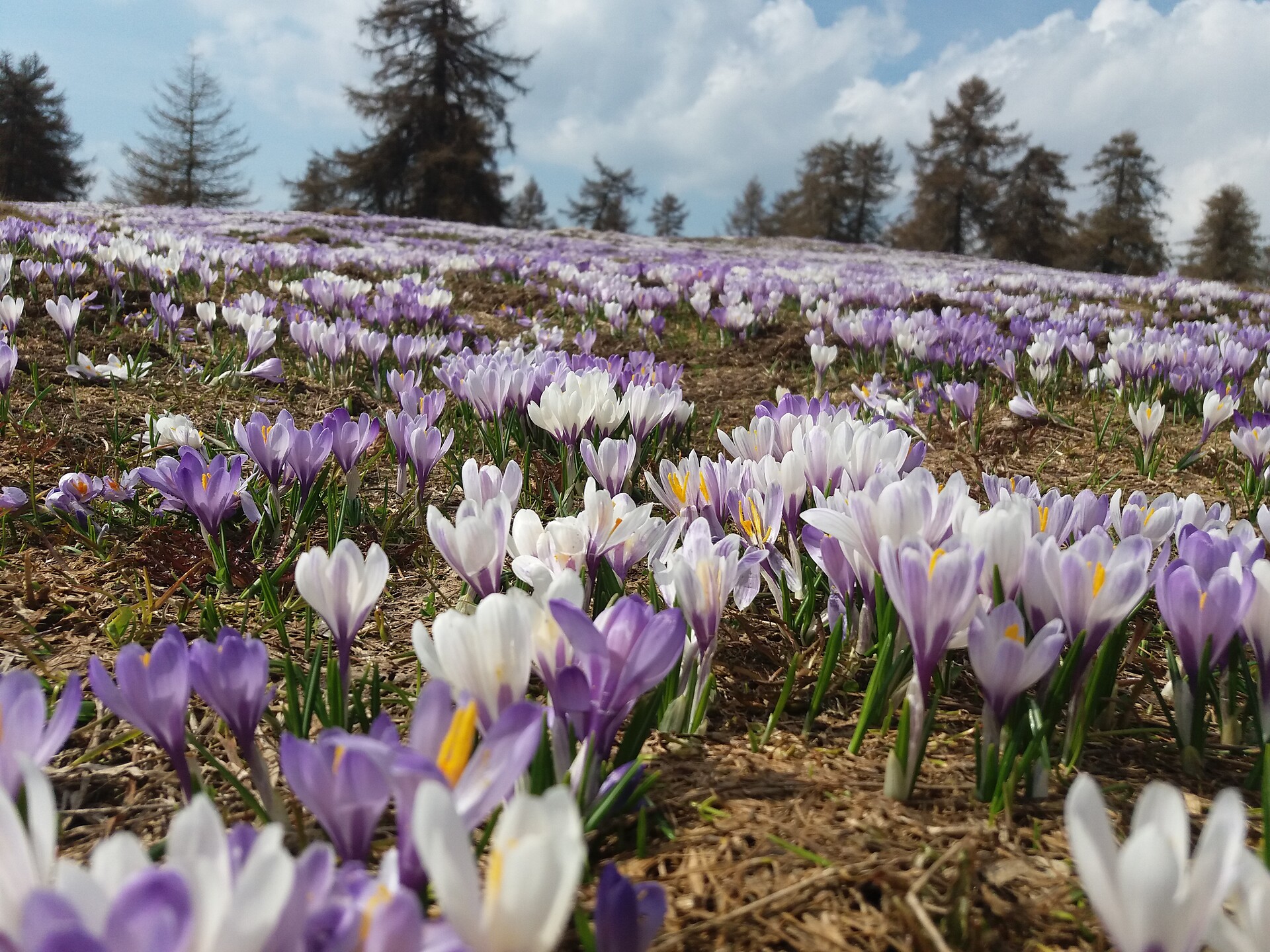 crocus