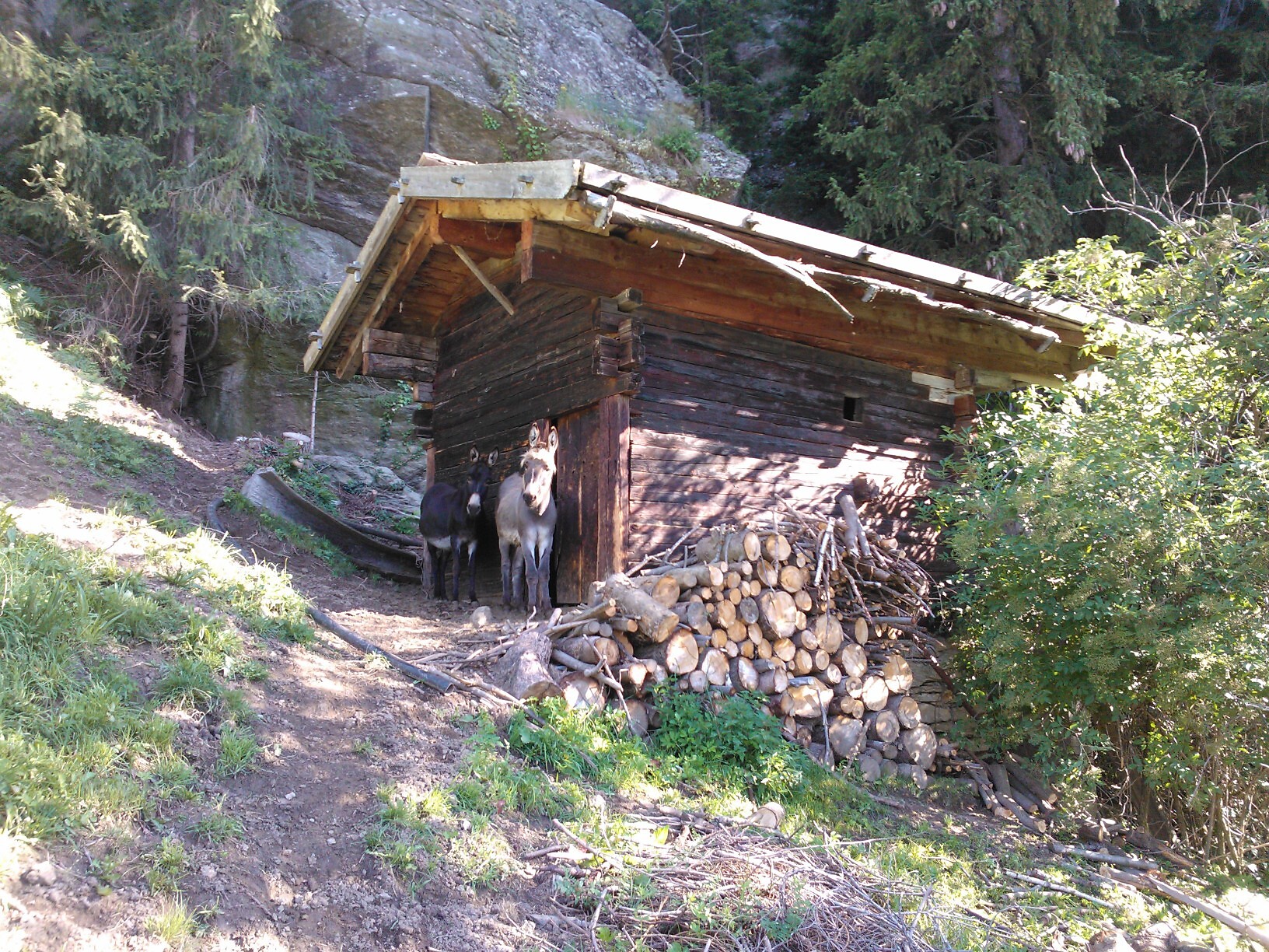 Mühle mit Eseln