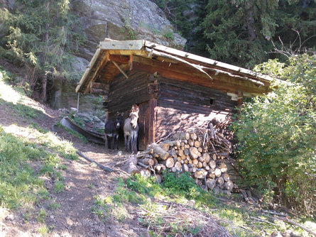 Urlaub auf dem Bauernhof/FW Unterstuanerhof Moos in Passeier 13 suedtirol.info