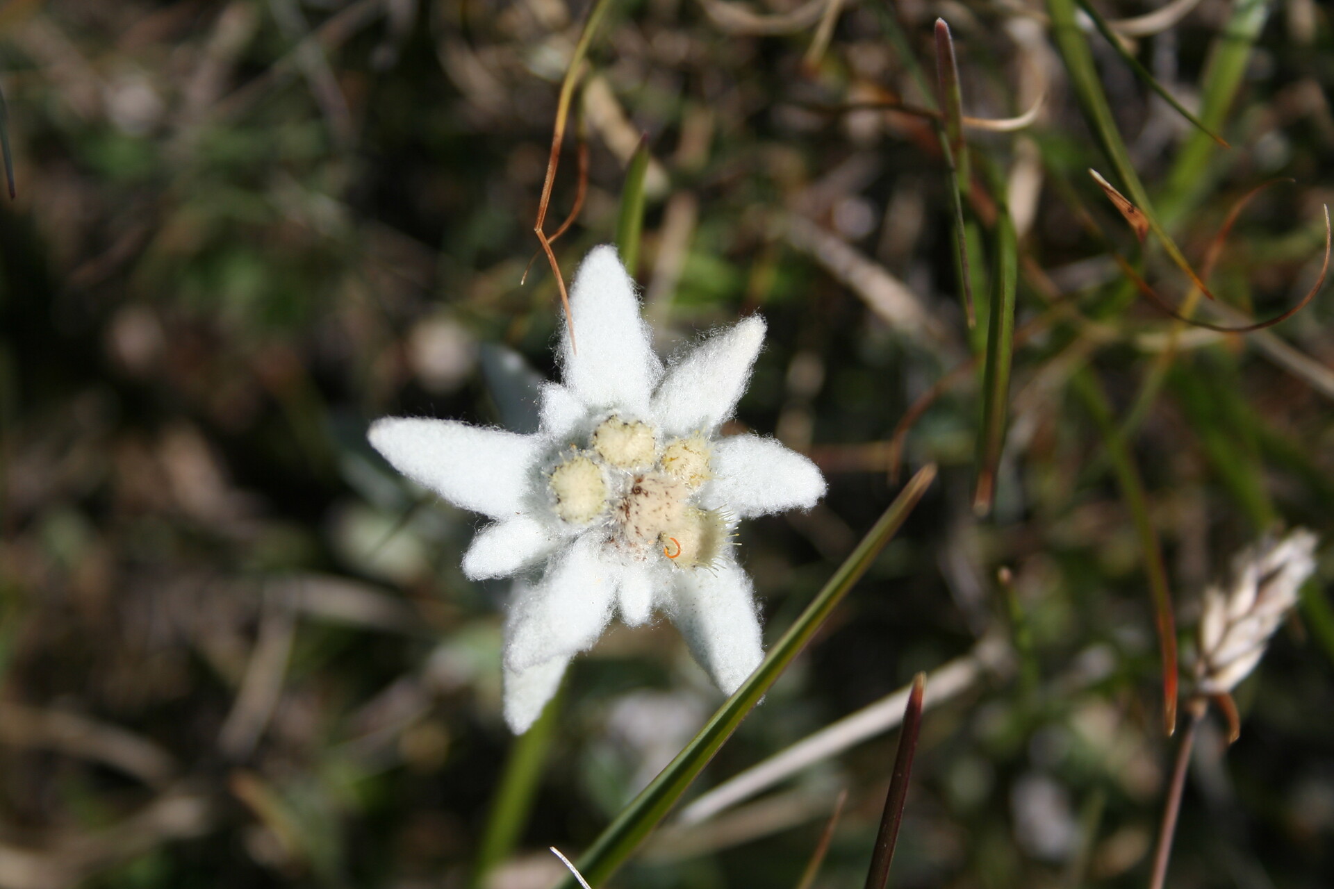 stella alpina