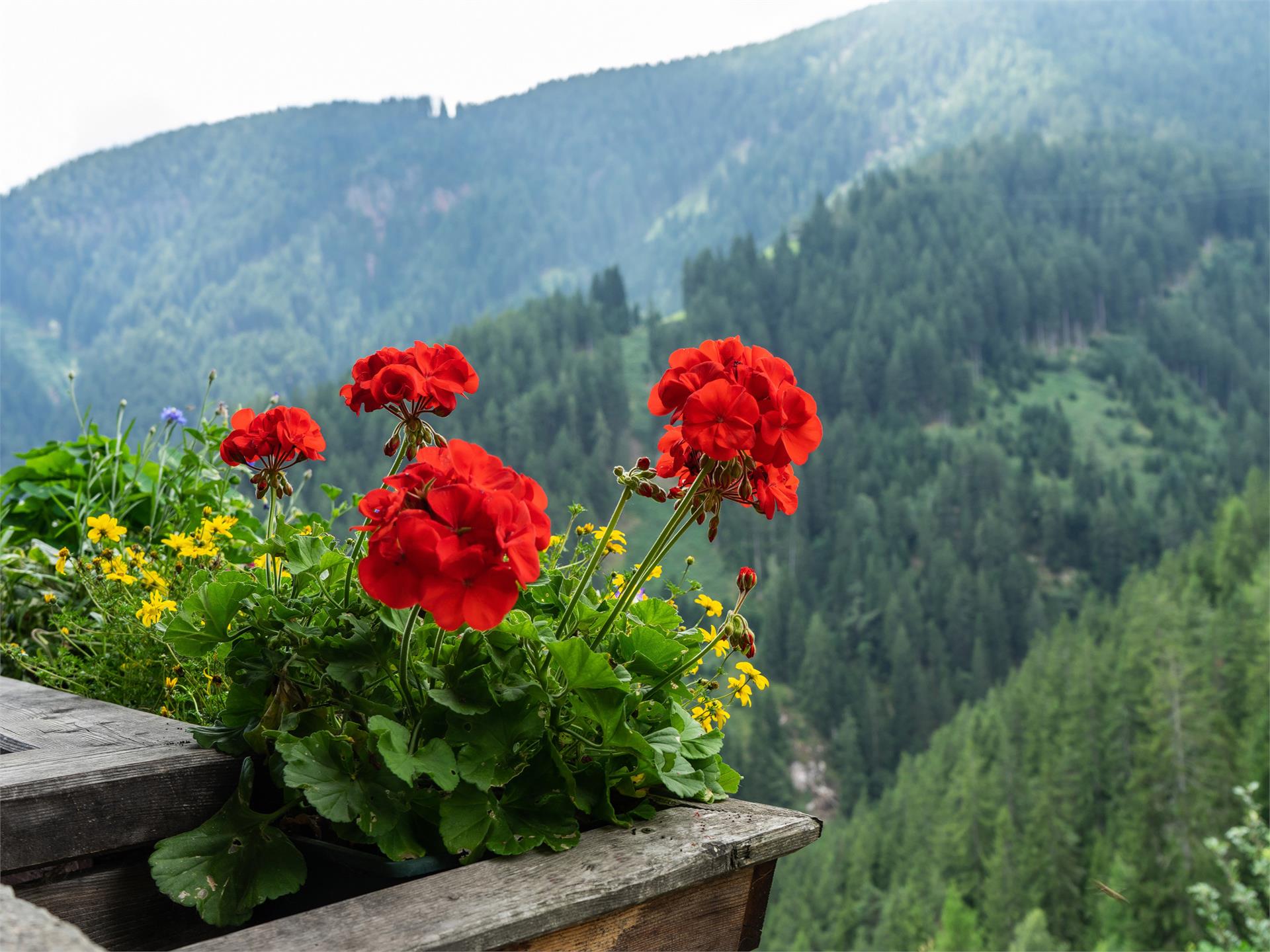 Urlaub auf dem Bauernhof Thomasegg Sarntal 13 suedtirol.info