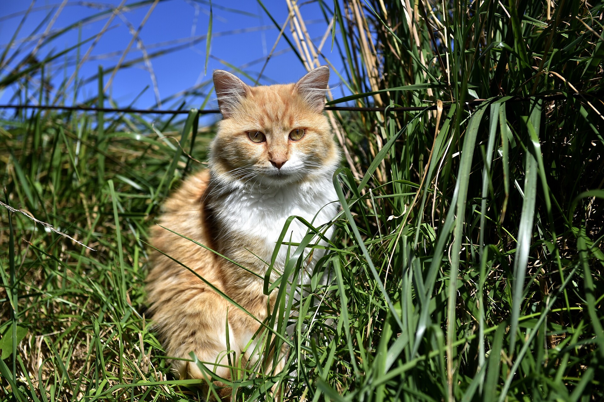 I nostri animali