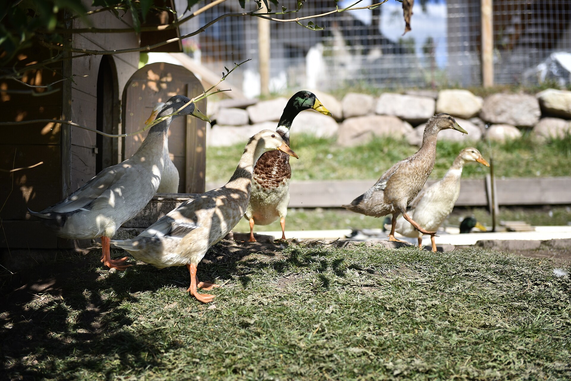 I nostri animali