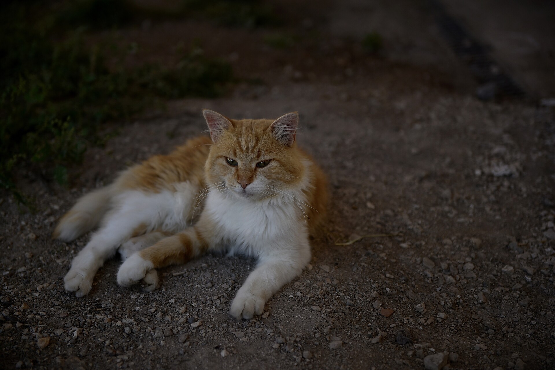 I nostri animali