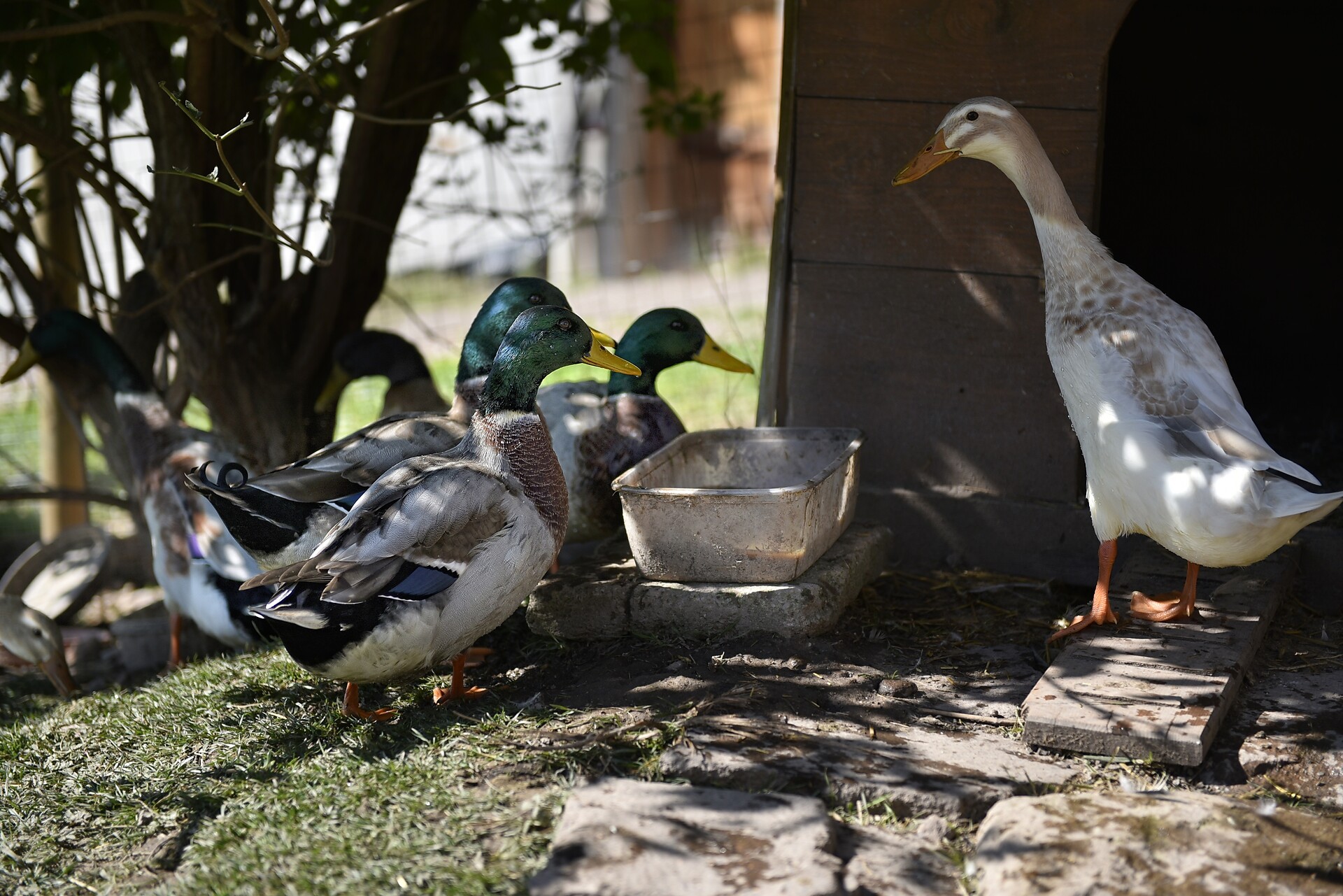 I nostri animali