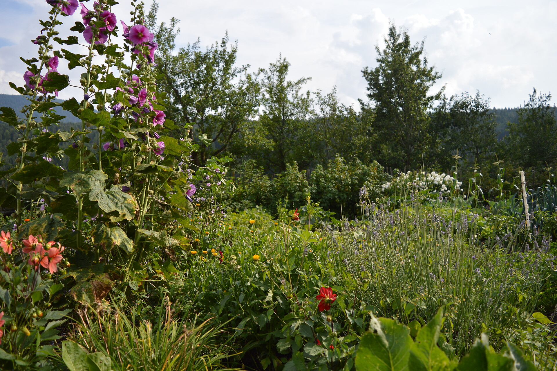 Kräutergarten