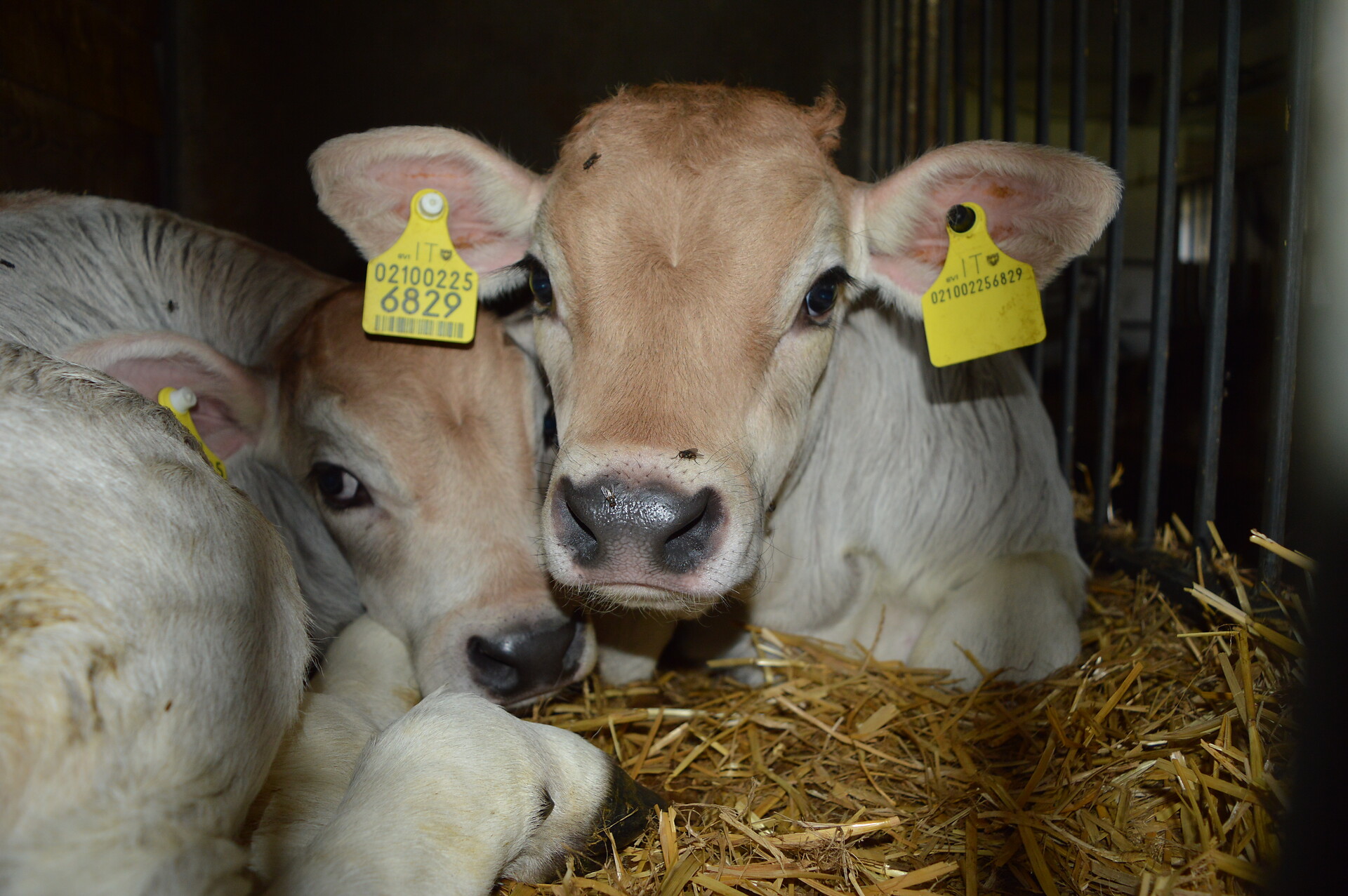 Unsere Tiere am Hof