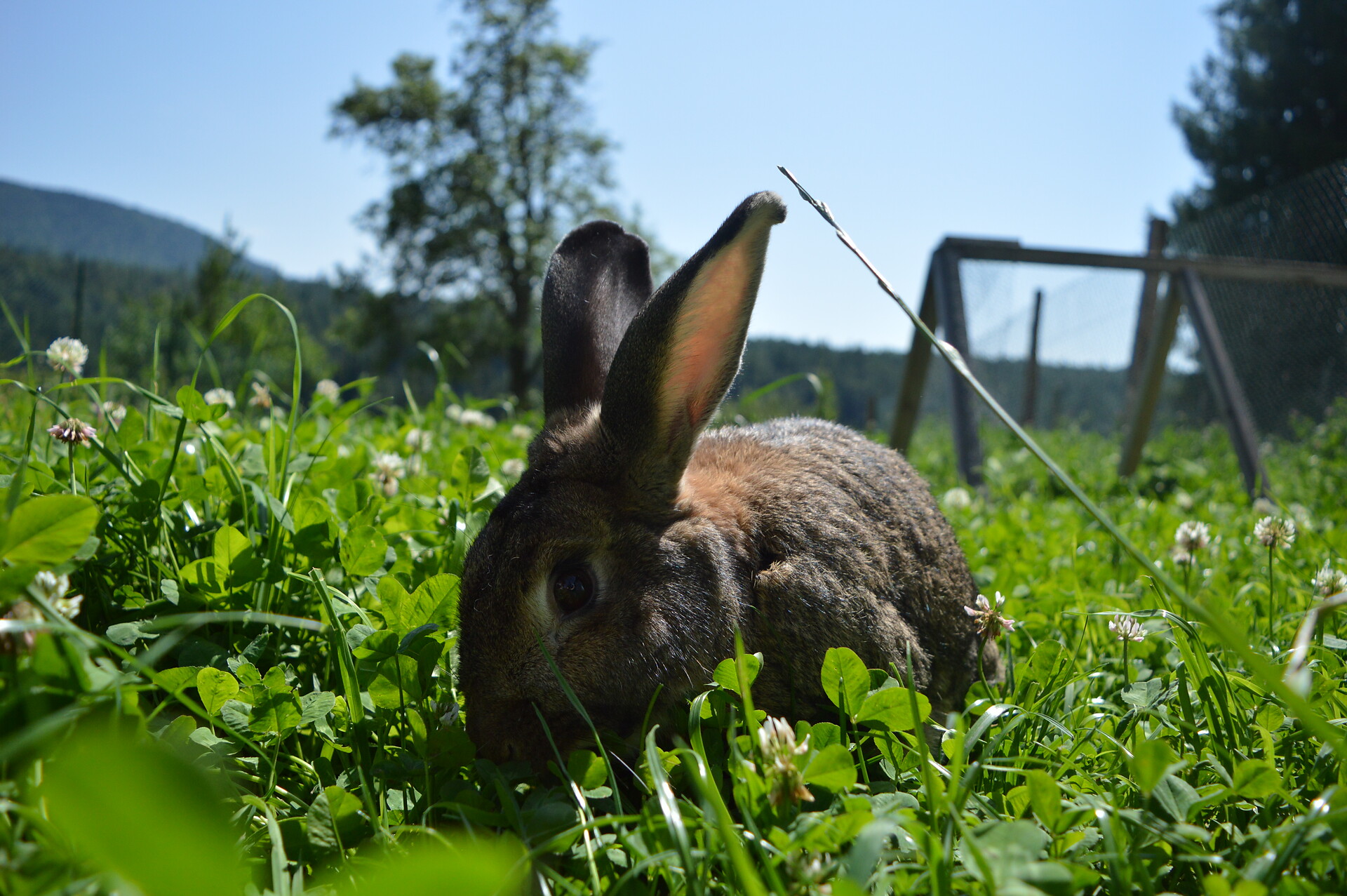 Unsere Tiere am Hof