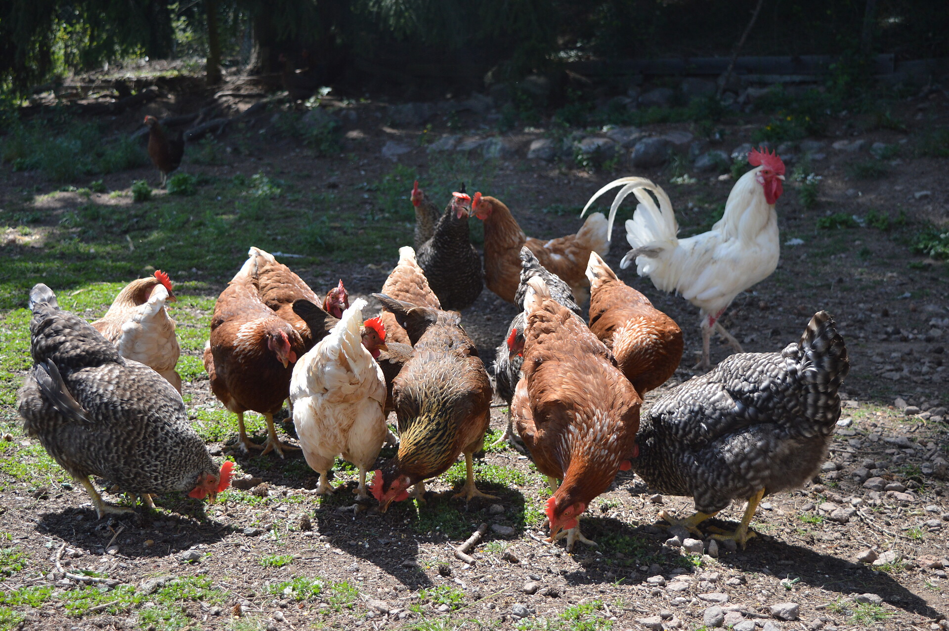 Unsere Tiere am Hof