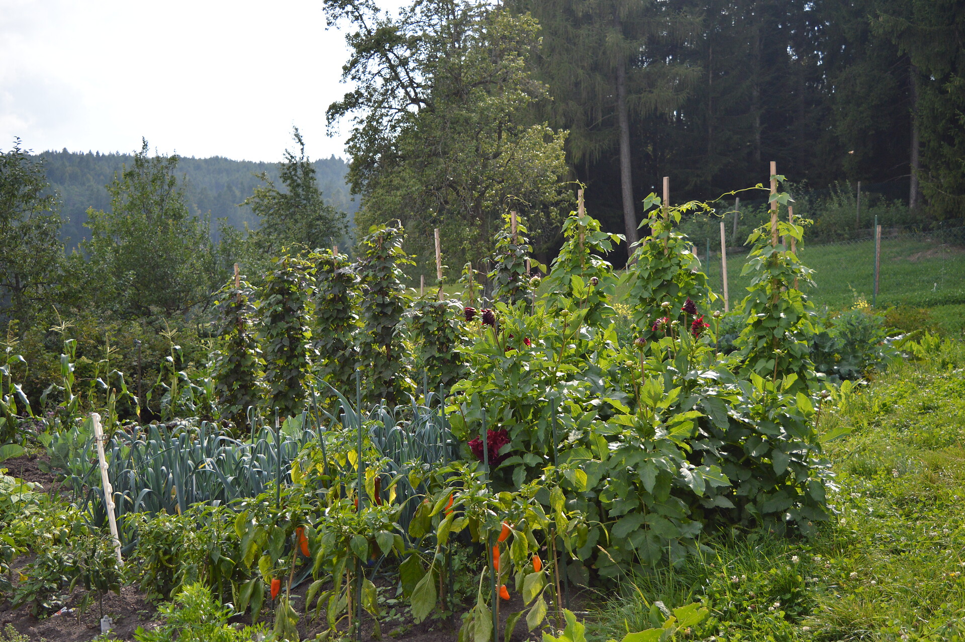 Kräutergarten