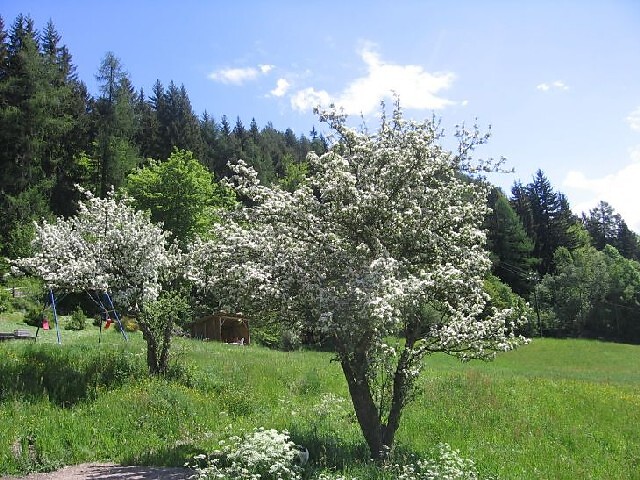 U.a.B. Köhlhof Deutschnofen 7 suedtirol.info