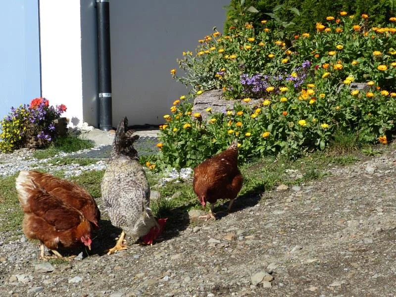 Agritourism Pichlhof Graun im Vinschgau/Curon Venosta 20 suedtirol.info
