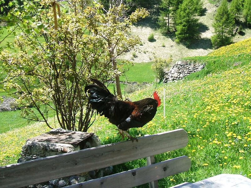 our cock