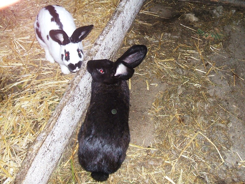 our rabbit